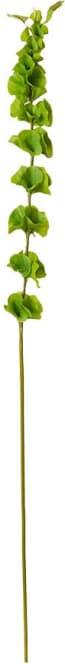 Bells of Ireland Stem - 6 x 8 x 99cm color Green