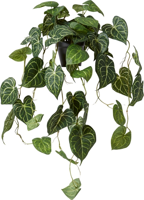 Hanging Anthurium Potted Plant Variegated - 38cm x 35cm x 84cm color Variegated
