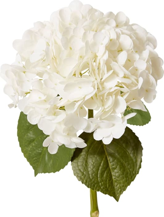 Hydrangea Classic Stem (Fresh Touch) - 30 x 20 x 52cm