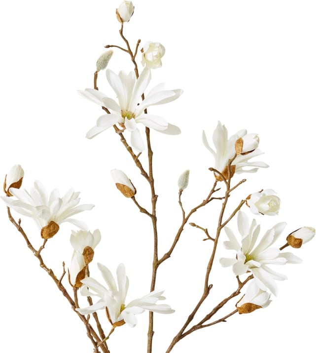 Magnolia Japanese Spray - 36cm x 28cm x 104cm