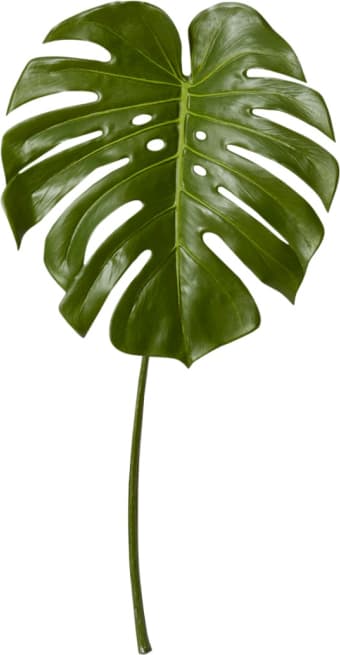 Monstera Leaf Green - 60cm color Green