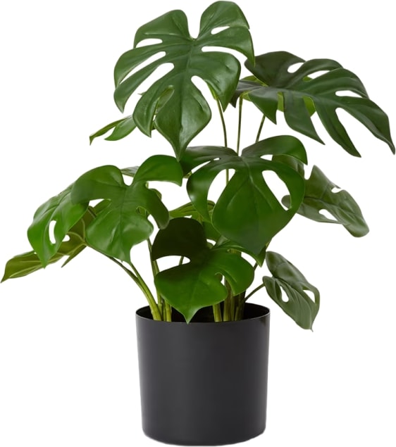 Monstera Potted Plant Green - 37cm x 37cm x 39cm color Green