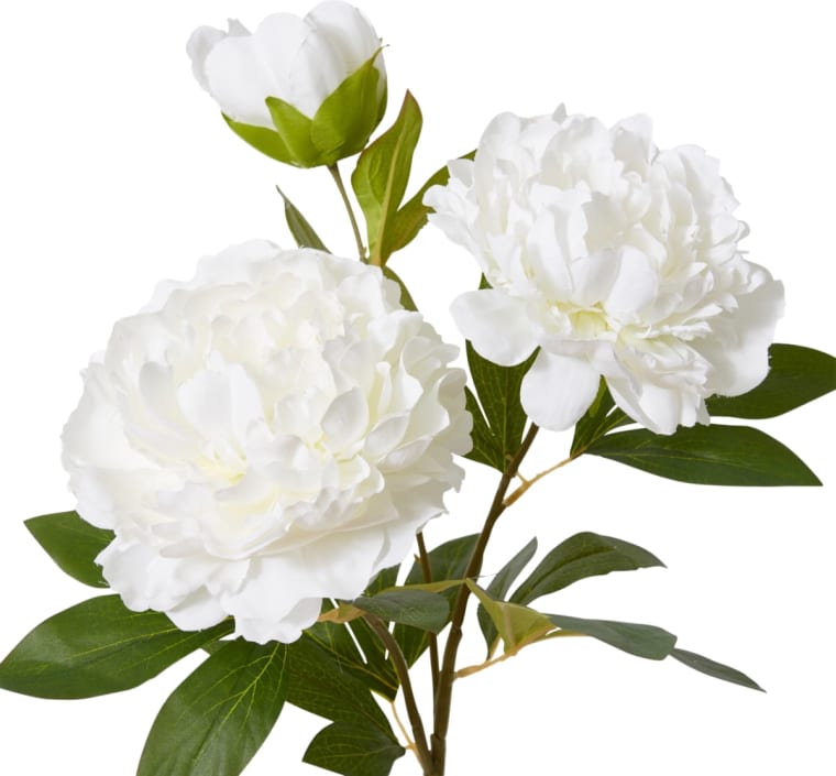 Peony Queen Spray - 30 x 20 x 76cm color White