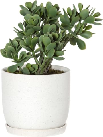 Black Jade Plant Azalia Green White - 36cm color Green
