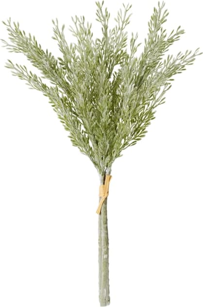 Dusty Miller Bundle Sage - 40cm color Sage