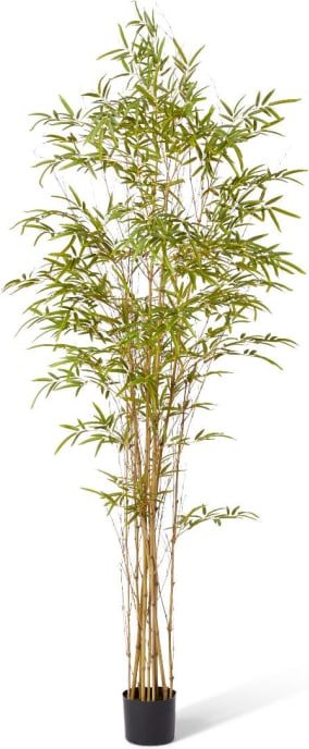 Bamboo Guadua Tree - 100 x 100 x 210cm