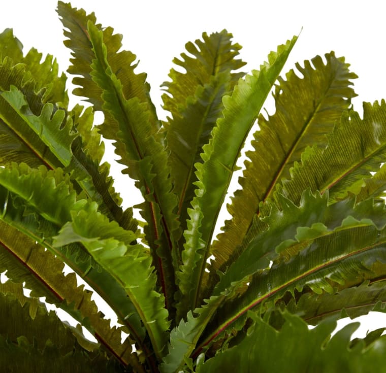 Fern Asplenium - 70 x 62 x 60cm 