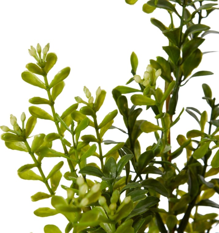Boxwood Seeding Bush (Outdoor) - 25 x 25 x 51cm 