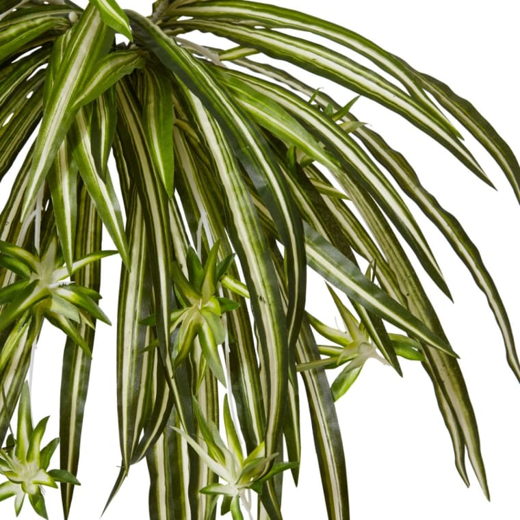 Spider Plant - 35 x 35 x 48cm 