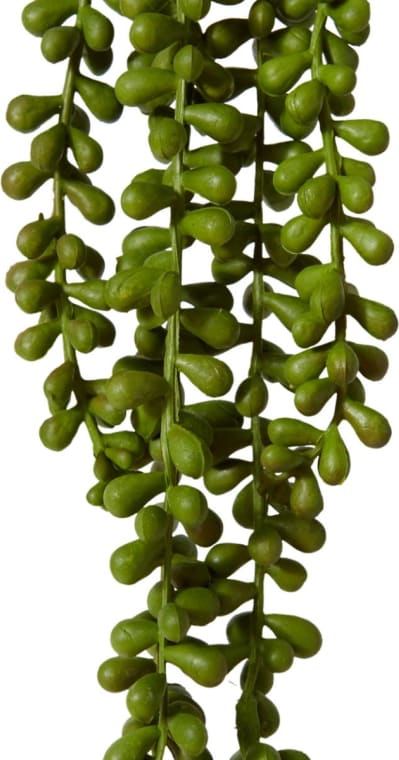 String of Pearls Hanging Plant - 8 x 8 x 71cm 
