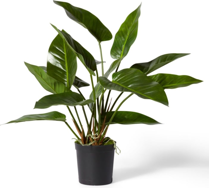 Anthurium DeLuxe Potted Green - 70cm color Green