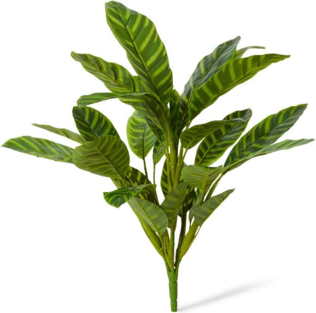 Calathea Zebrina Bush - 50 x 50 x 57cm