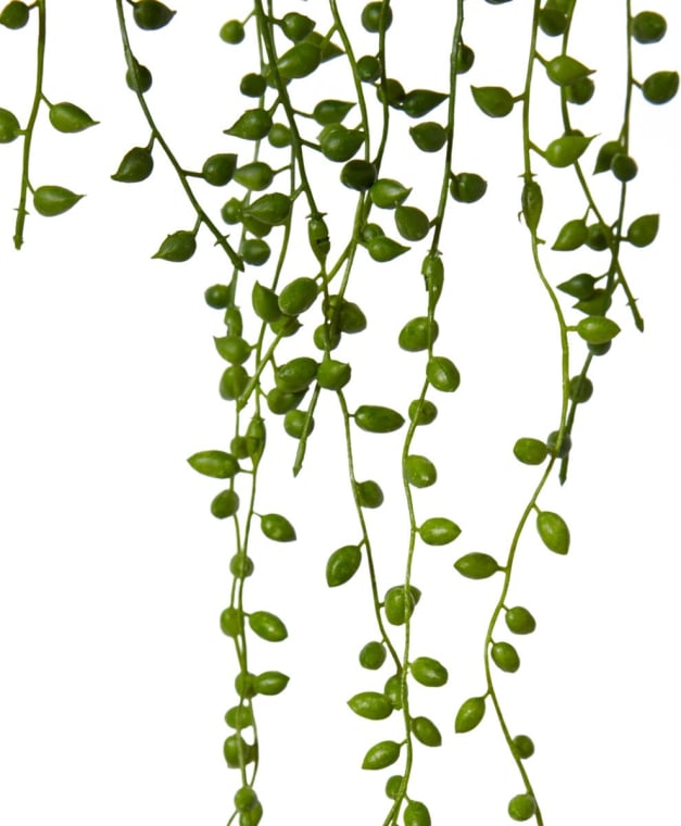 String of Pearls Hanging Plant - 13 x 7 x 49cm 