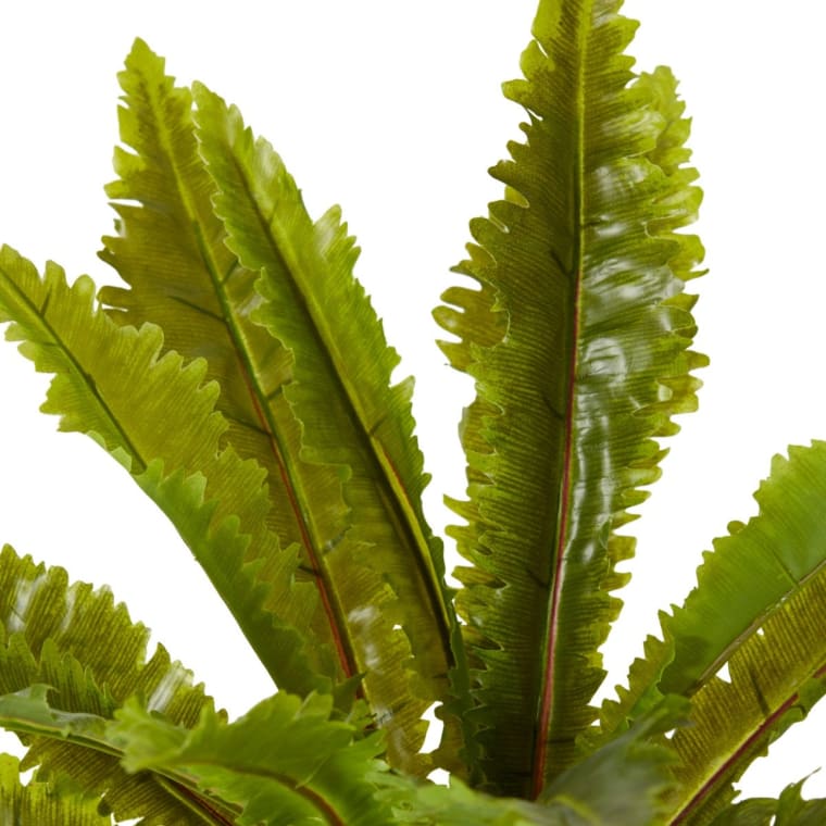 Fern Asplenium - 50 x 50 x 52cm 