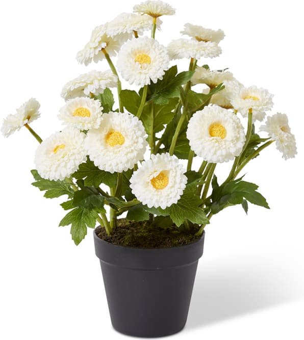 Chrysanthemum Spray Plant - 26 x 26 x 38cm