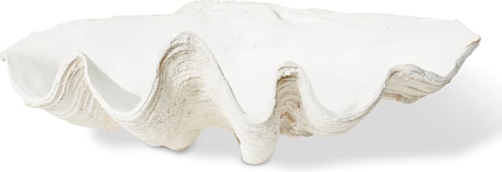 Clam Shell Sculpture White - 27cm color White