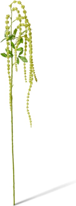 Amaranthus Hanging Spray - 24 x 12 x 118cm