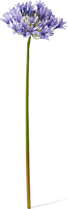 Agapanthus Stem - 21 x 25 x 76cm color Blue