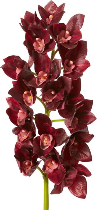 Cymbidium Lush Stem Burgundy - 112cm color 68194202