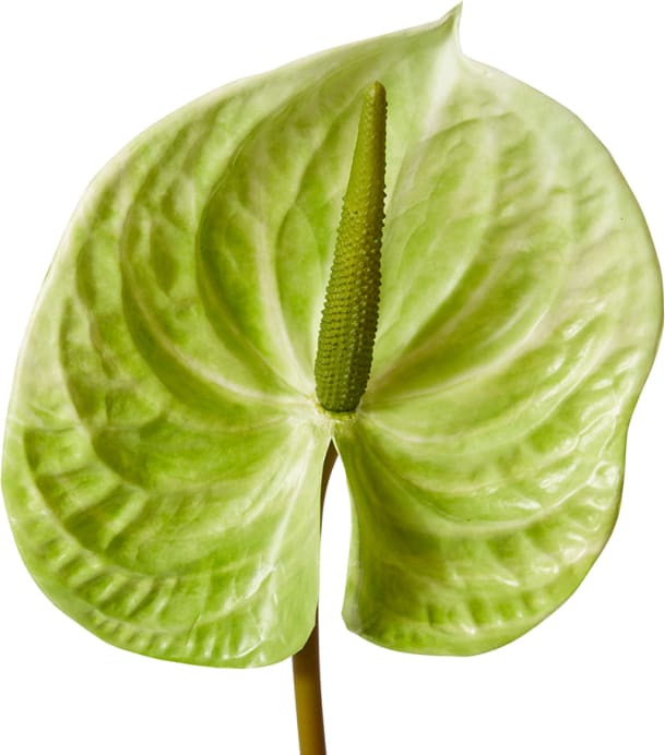 Anthurium Stem - 15 x 16 x 70cm color Green