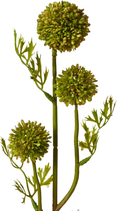 Seeding Pom Pom Spray Green - 61cm color Green