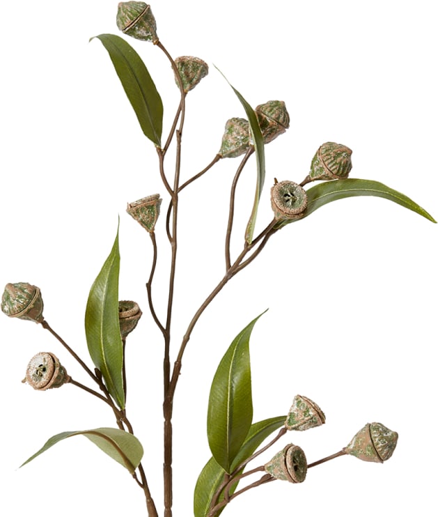 Gum Nut Stem Grey Green - 72cm color Grey/Green