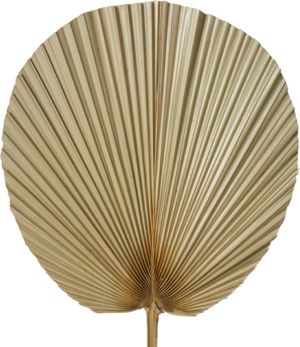 Dried Fan Palm Stem Natural - 30cm x 1cm x 73cm 