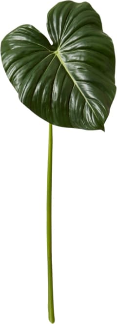 Philodendron Leaf Stem - 90cm color Green
