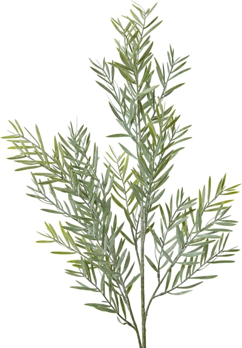 Acacia Spray - 20 x 14 x 78cm 