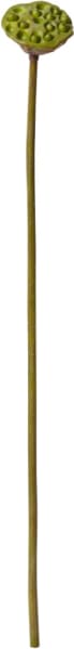 Lotus Pod Stem - 74cm color Green