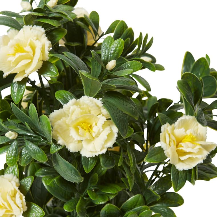 Begonia (Outdoor) Bush - 30 x 30 x 47cm color White