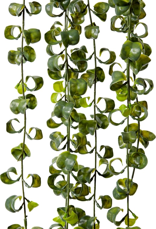 Indian Hoya Vine - 26 x 20 x 104 cm 