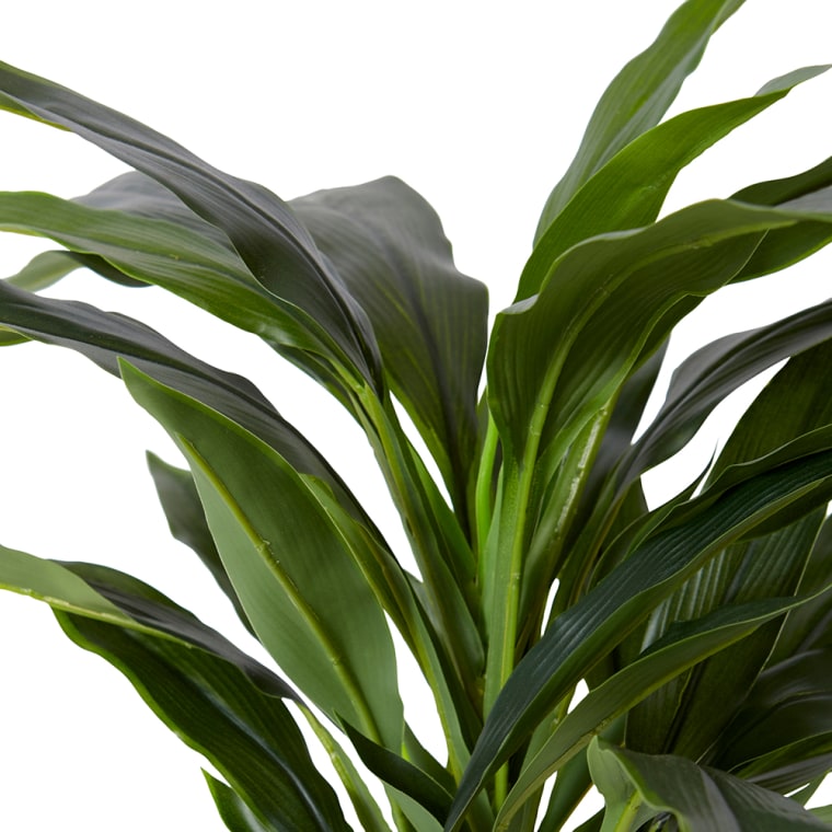 Dracaena Bush - 40 x 45 x 48cm color Green