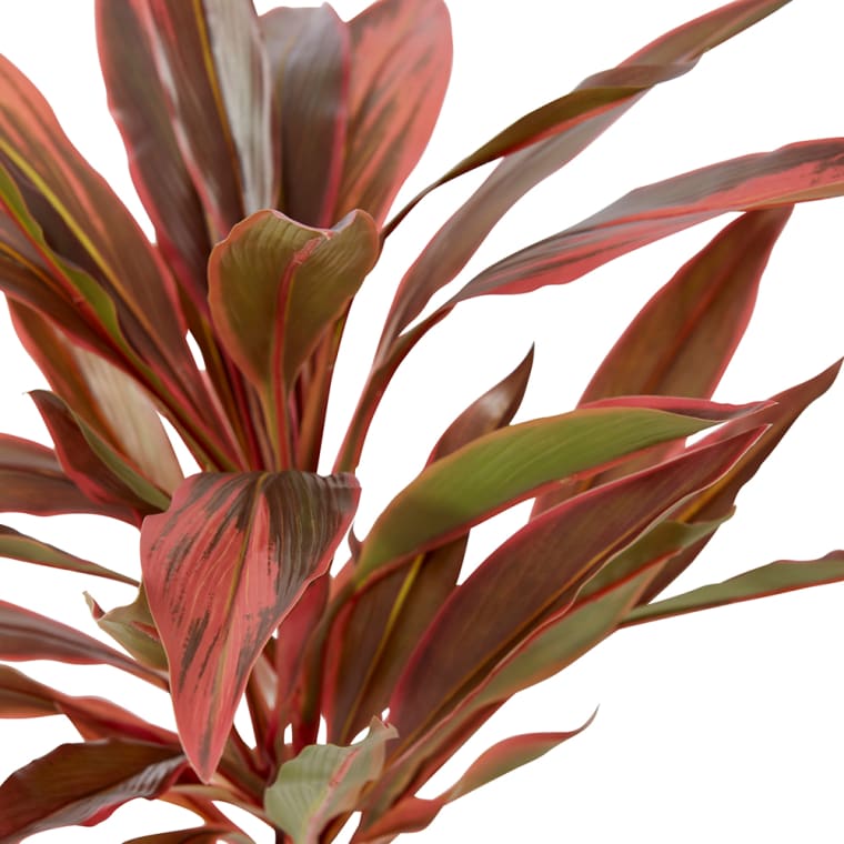 Dracaena Bush - 40 x 45 x 48cm color Red/Green
