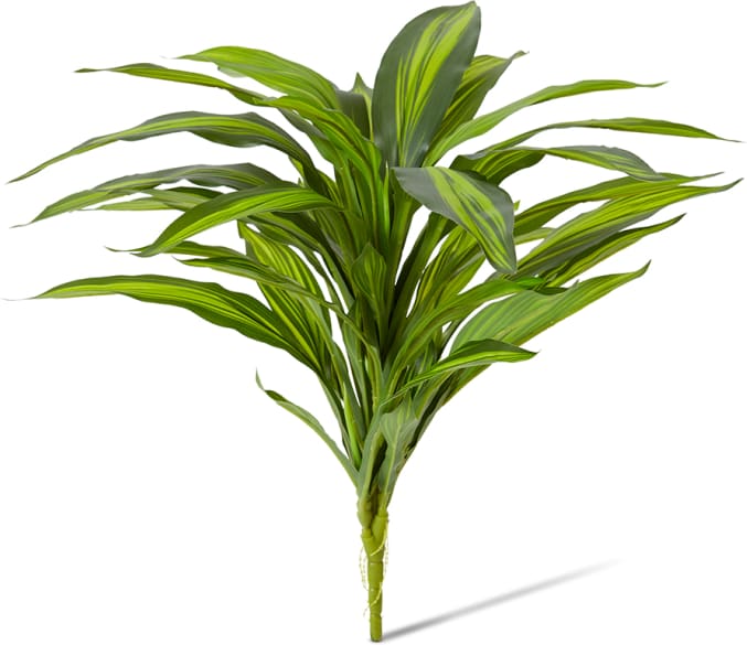 Dracaena Bush - 40 x 45 x 48cm color Yellow/Green