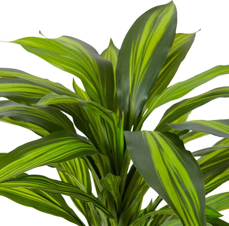 Dracaena Bush - 40 x 45 x 48cm color Yellow/Green