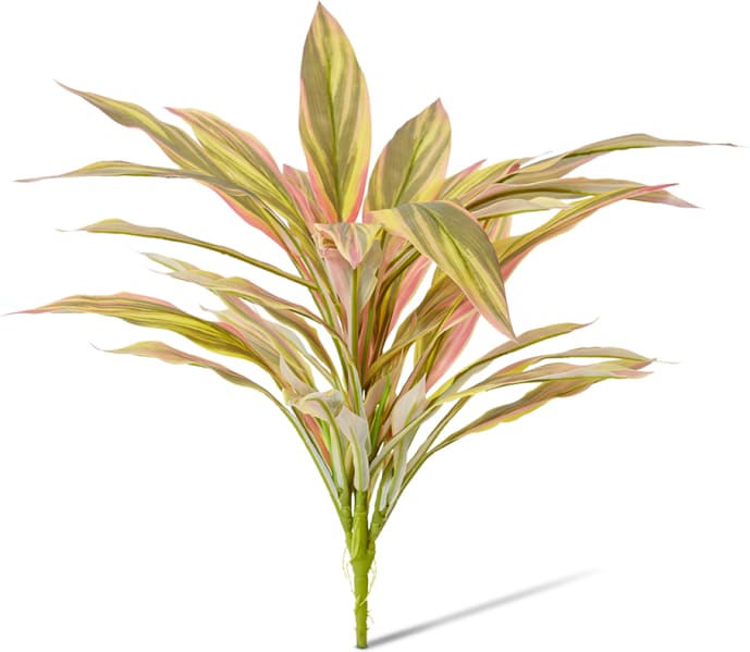 Dracaena Bush - 40 x 45 x 48cm color Yellow/Red