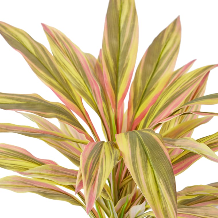 Dracaena Bush - 40 x 45 x 48cm color Yellow/Red