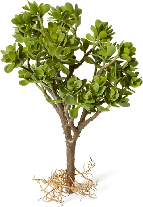Jade Plant with Roots - 42 x 38 x 58cm