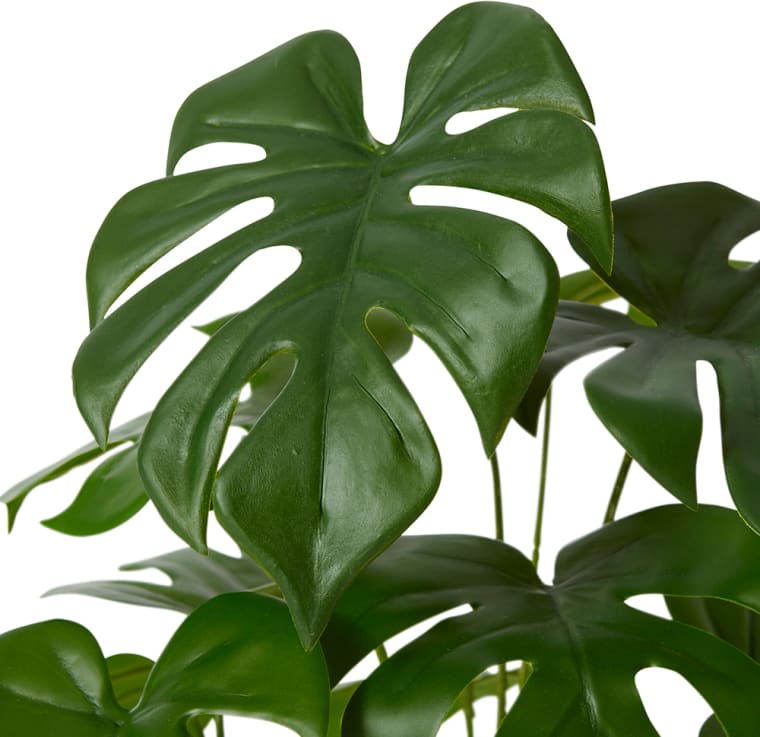 Monstera Potted Plant Green - 37cm x 37cm x 39cm color Green