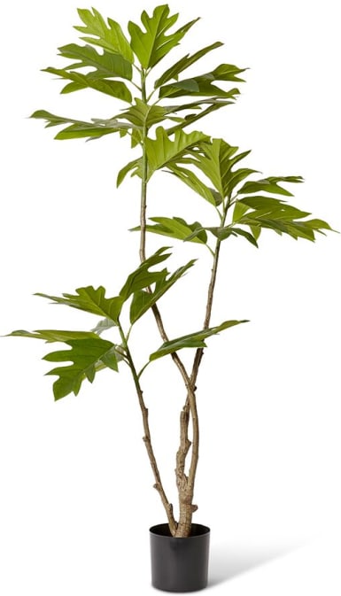 Breadfruit Tree - 32 x 26 x 180cm color Green