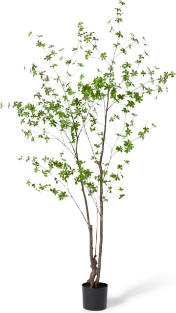 Pieris Tree - 120 x 110 x 210cm