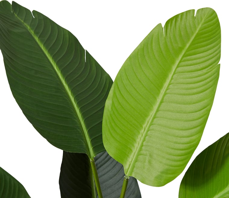 Bird of Paradise Potted Plant Green - 78cm x 78cm x 122cm color Green