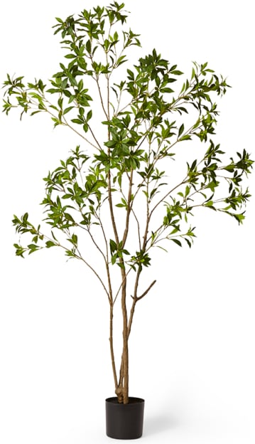 Pieris Japonica Tree - 100 x 100 x 210cm