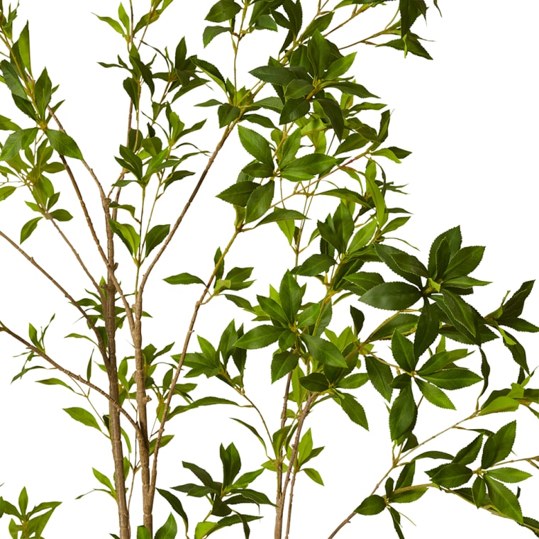 Pieris Japonica Tree - 100 x 100 x 210cm 