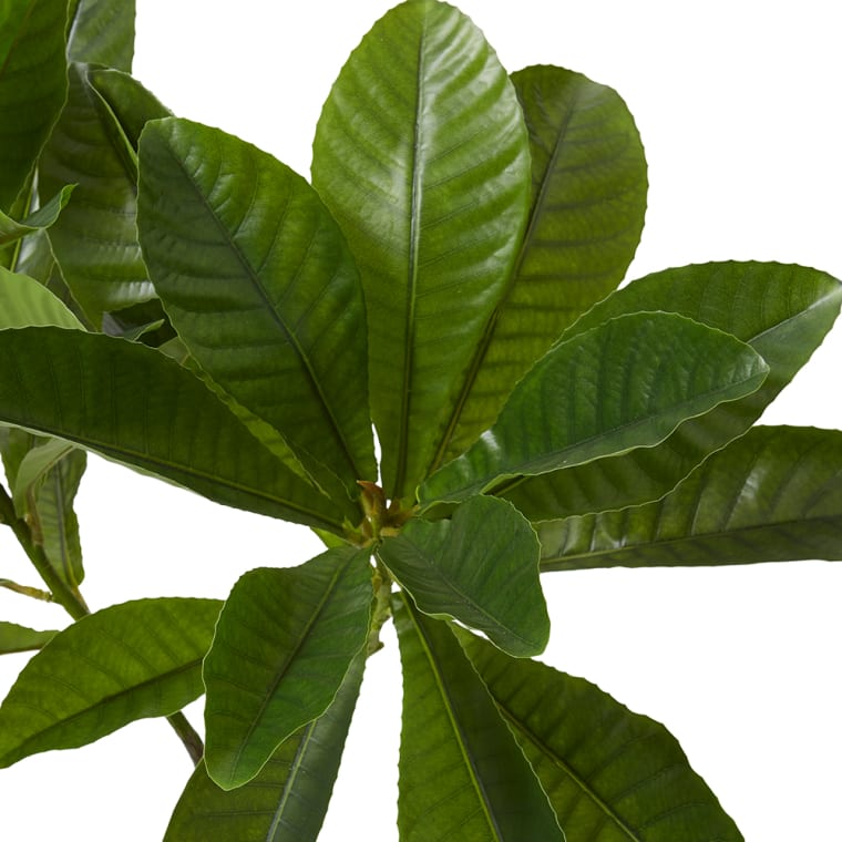 Loquat Tree - 80 x 65 x 120cm 