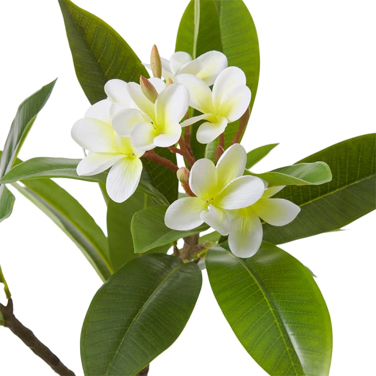 Frangipani Tree - 60 x 50 x 90cm 