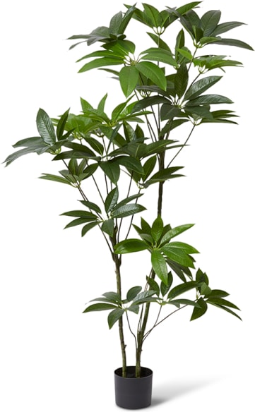 Schefflera Tree - 90 x 70 x 155cm