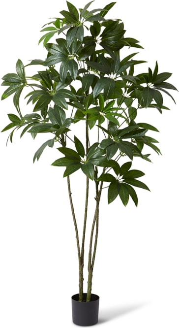 Schefflera Tree - 110 x 100 x 220cm