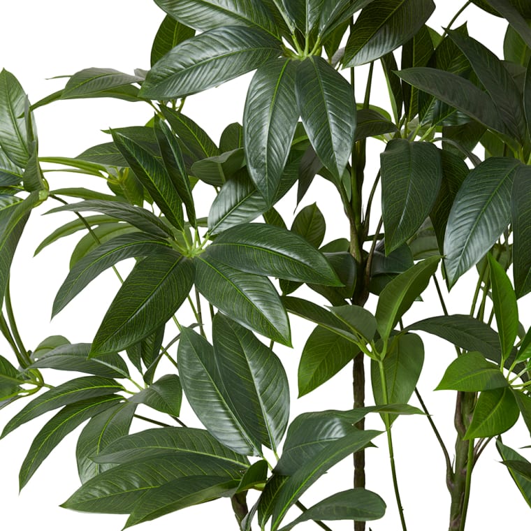 Schefflera Tree - 110 x 100 x 220cm 